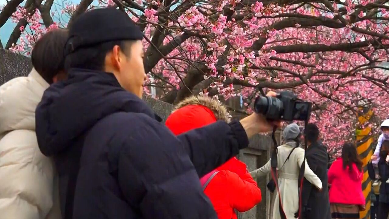 初六踏春!台湾民众到阳明山、花莲鲤鱼潭赏樱