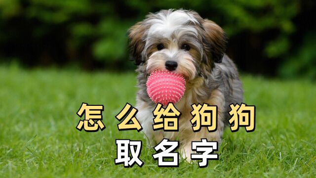 怎么给狗狗取名字,铲屎官们看过来!