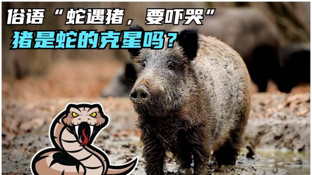 俗语“蛇遇猪,要吓哭”,猪是蛇的克星吗?为何猪吃毒蛇不中毒?