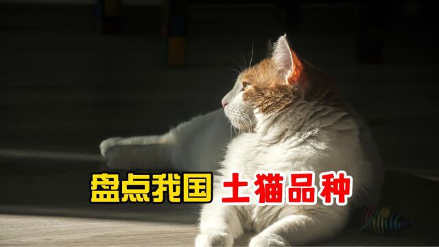 盘点常见的土猫品种,看你知道多少?