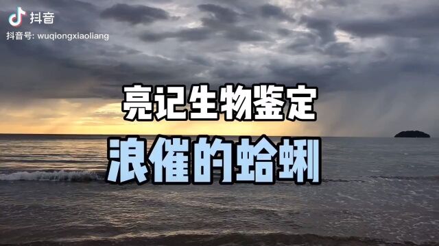 亮记生物鉴定 浪催的蛤蜊