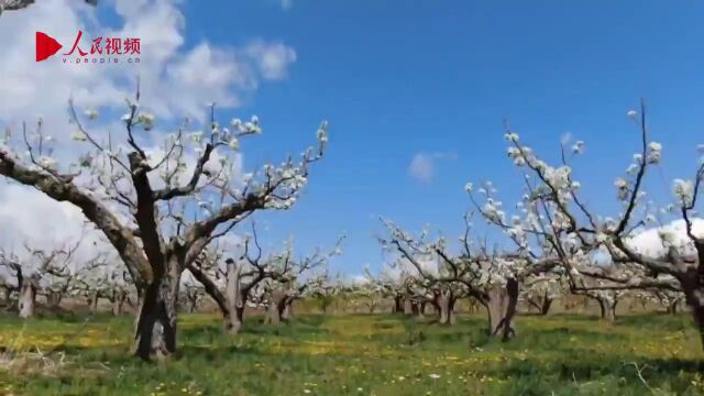 稻花香里说丰年 | 人民网带你走进延边州龙井果树农场