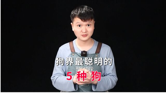 盘点狗界最“聪明”的5种狗狗,快来看看你养过吗