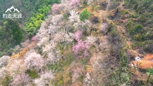 一坡一坡的青梅花开得正艳,可自驾直达或徒步前往,大邑黑虎岗