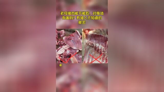 老母猪肉能不能吃,对身体有害吗?养猪人才知道的秘密