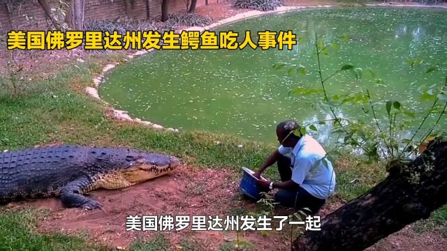 美国鳄鱼生吞活人