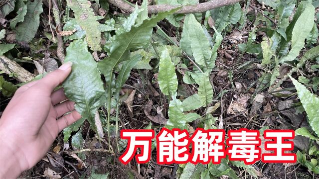 天南星蕨被农村老人称“万能解毒王”,很多人不了解,大家认识下