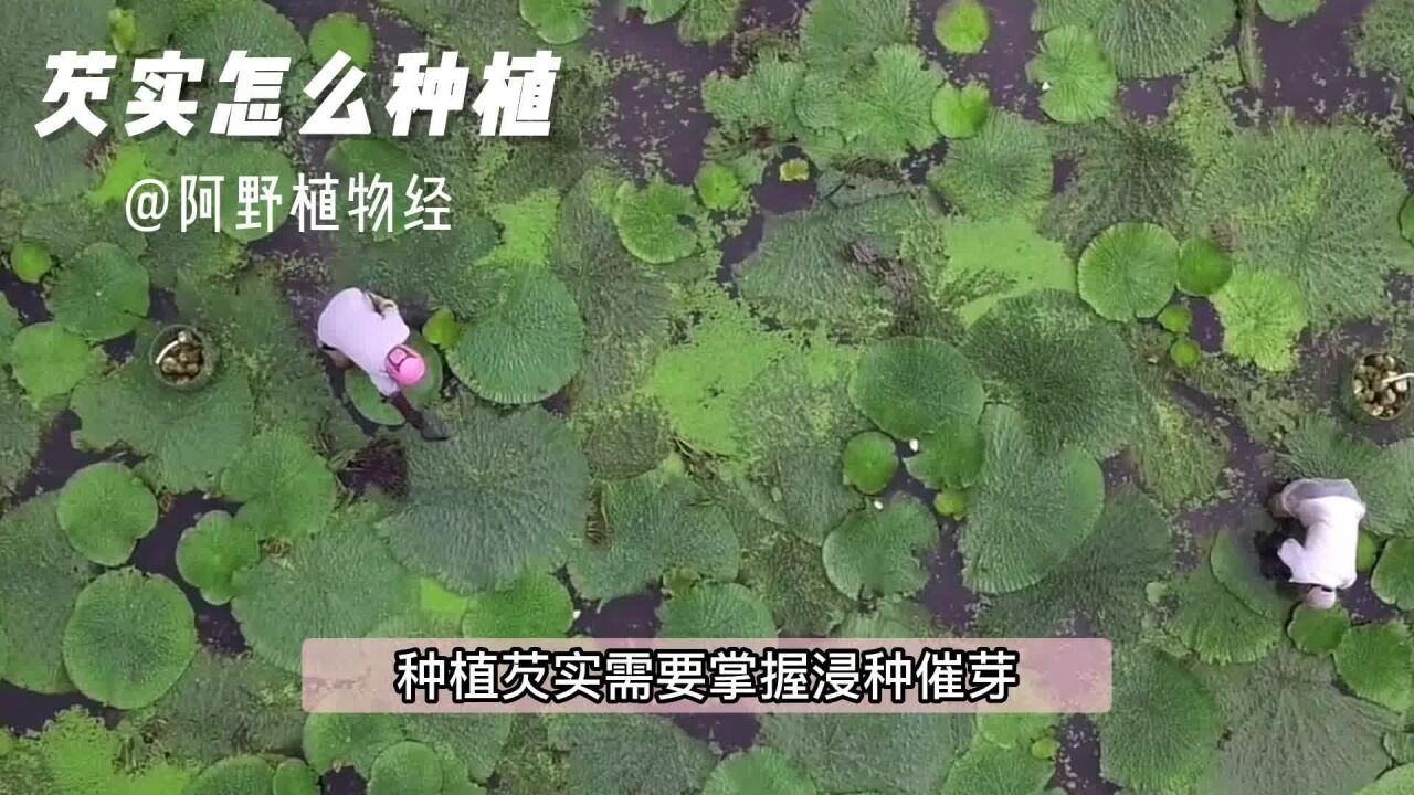 芡实怎么种植?其中浸种催芽、育苗、假植、定植这些技术了解过吗