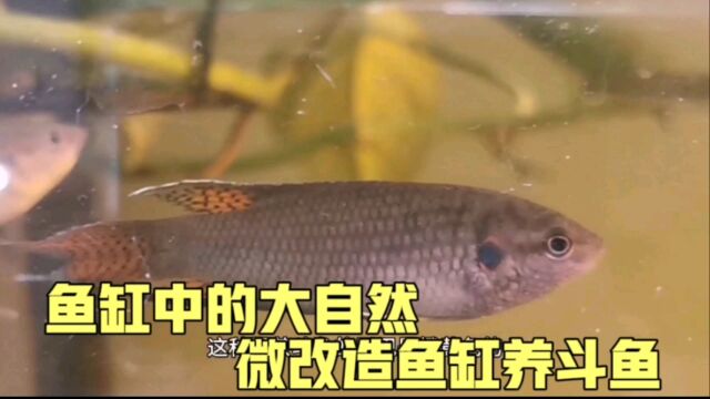 鱼缸里的大自然,尝试一下生物的多样性,微改造了一下鱼缸养斗鱼