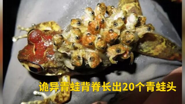 诡异青蛙「背脊长出20个青蛙头