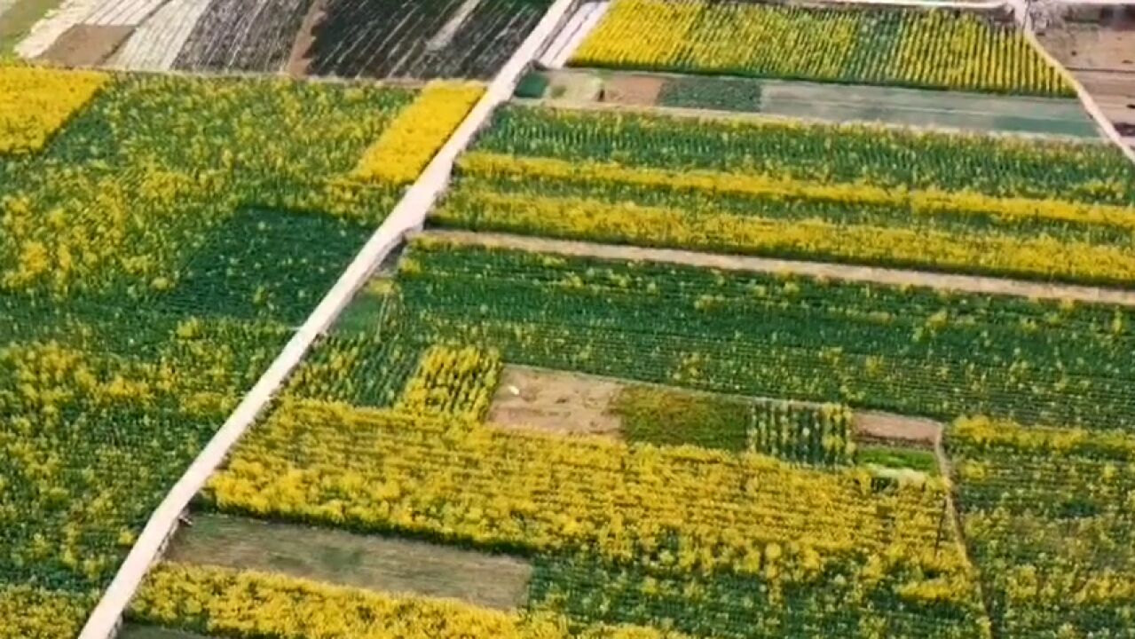 30秒|花开成景!四川资阳雁江这片百亩油菜花藏不住了