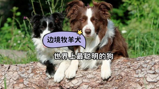 世界上最聪明的狗,边境牧羊犬