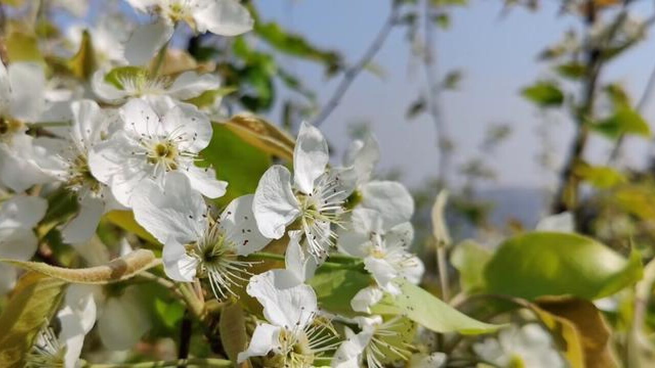 云南奏响花的序曲,巍山县马鞍山初变花海