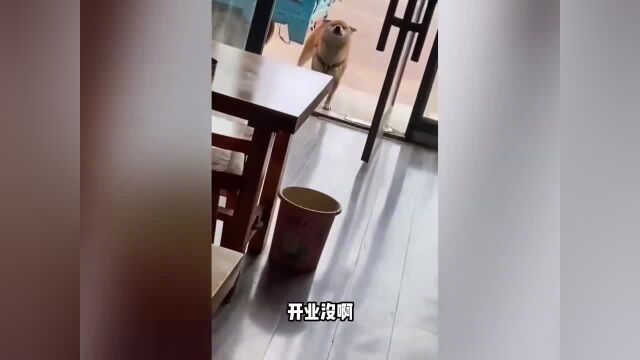 小猫比小狗少两颗牙吗?