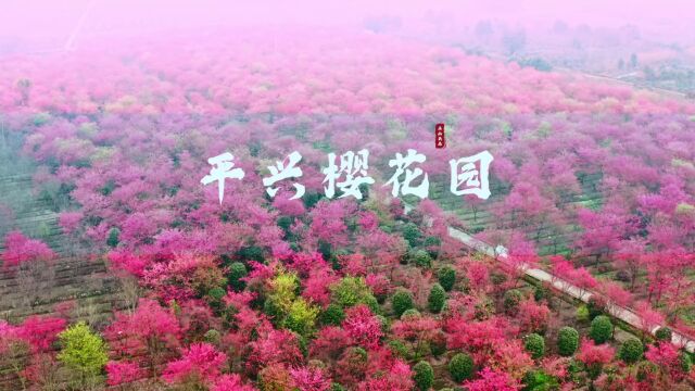 景美免费!8000株樱花怒放,快来市中区平兴镇get“粉色浪漫”!