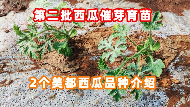 第二批西瓜催芽育苗了2个不同公司的美都西瓜品种介绍