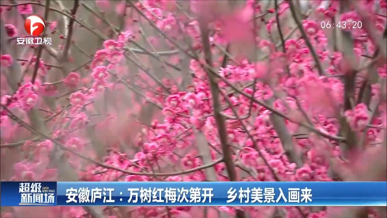 安徽庐江:万树红梅次第开,乡村美景入画来