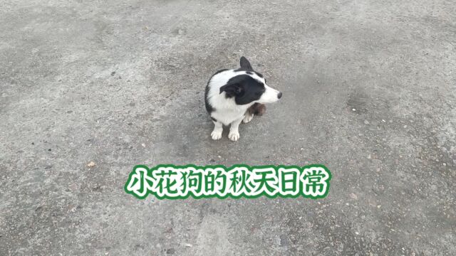 小花狗的秋天日常