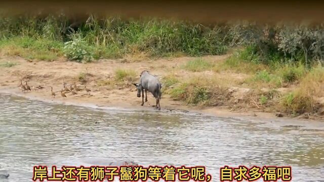 自助餐角马喝水的时候被鳄鱼偷袭咬住头了!鳄鱼河马角马动物世界