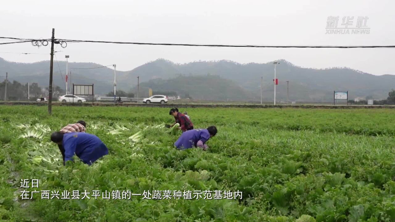 广西兴业:冬闲田迎来春丰收