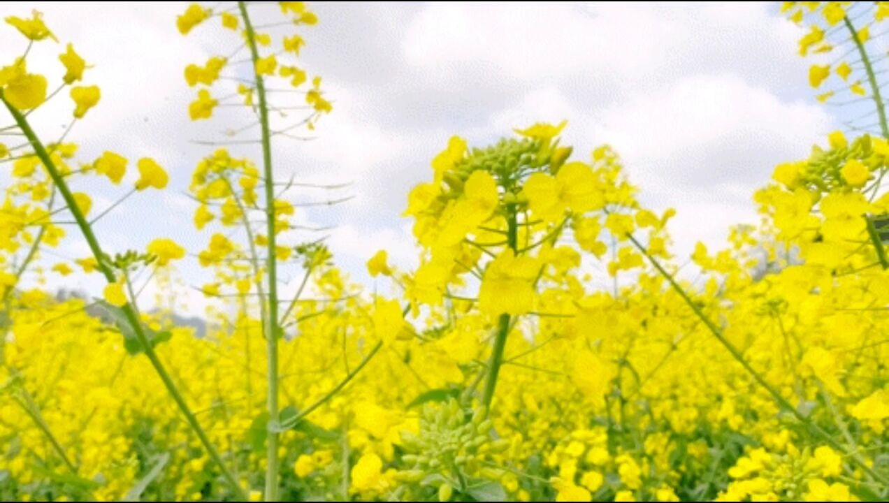 周末花正盛,余庆去看油菜花!