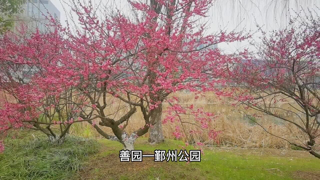 繁华都市的城市之肺,春暖花开