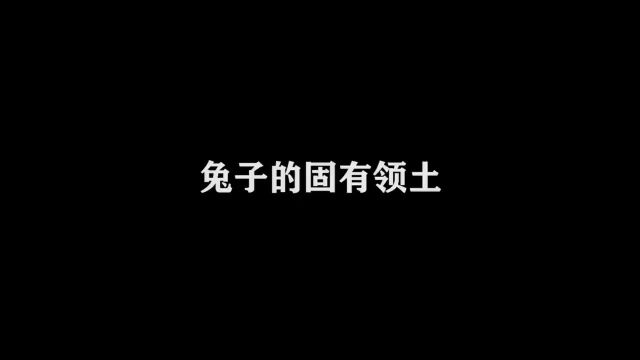 兔子的固有领土ⷦ—馗別𙳂𗨄š盆鸡低调点哈!内容过于真实动画搞笑专治不开心地球村