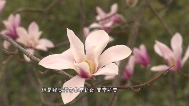 杭州植物园天目玉兰盛开正娇艳 不少人专程来看它