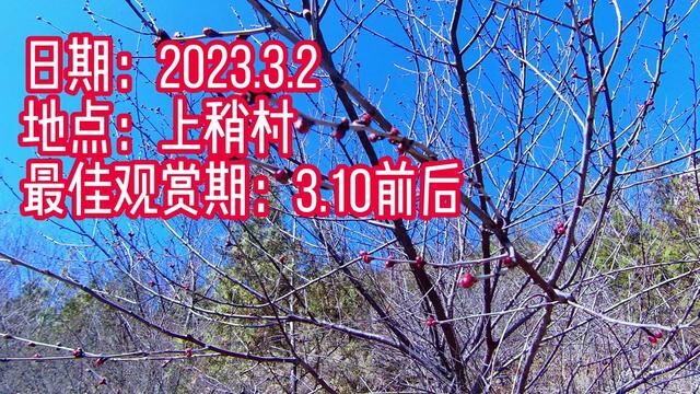 2023年3月2日上稍村的桃花最新实况,3月10是最佳观赏期 #桃花 #十里桃林 #桃花盛开 #上稍村桃花