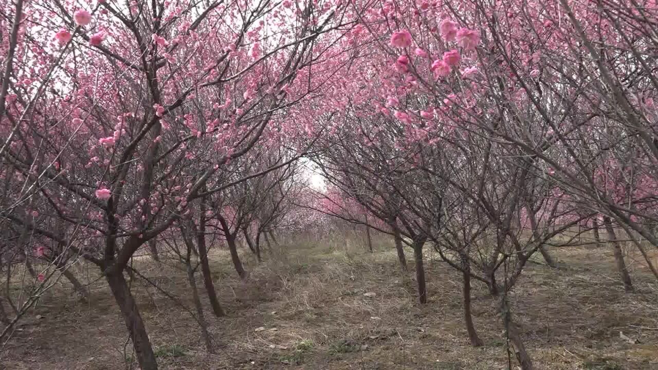 临澧哗溪桥村:梅花开出好景致 阵阵飘香引客来