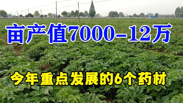 2023年重点发展6个药材品种,亩产值700012万,建议提前收藏