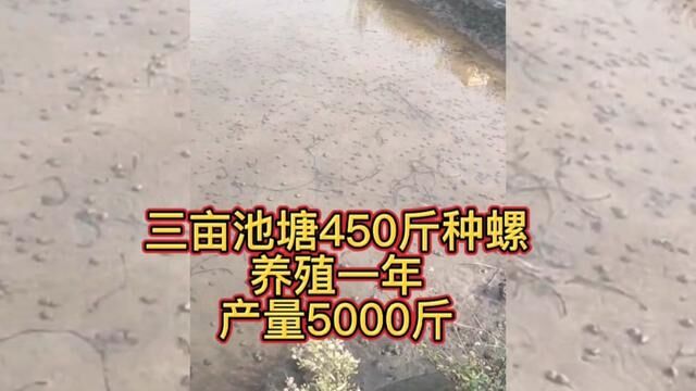 450斤田螺放入3亩池塘,新手养殖一年,收获5000斤,值得大家学习