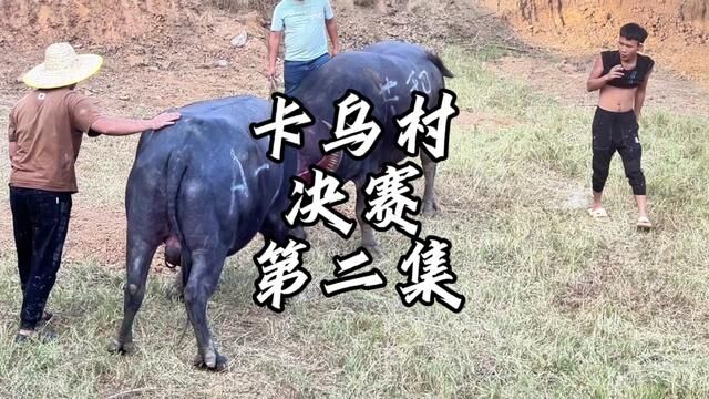 卡乌九牙王独角杀进决赛,在十六岁的高龄,再得一个亚军.也算是尽力了.#斗牛比赛 #斗牛解说