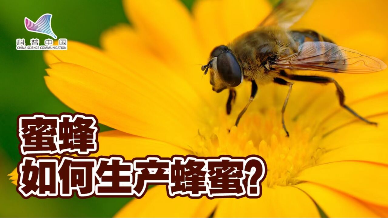 蜜蜂如何生产蜂蜜?