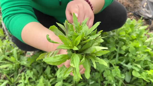 农村野生树芽,能做美食能制茶,回味甘甜营养高