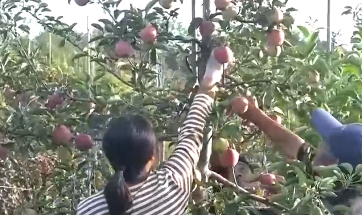 河北沃野金秋瓜果丰收,特色种植助增收