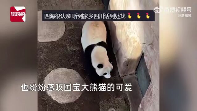 顶流“女明星”,凭可爱霸榜热搜第一