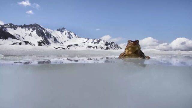 神奇的生物:我是一只生活在冰天雪地里的青蛙