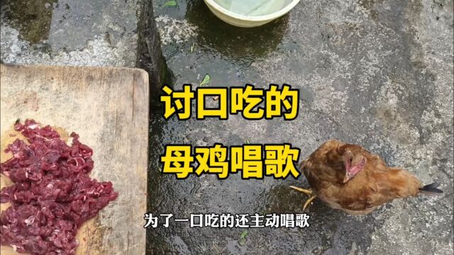 做一只鸡也不容易,为了一口吃的,“唱歌”唱得欢快,下蛋征兆?