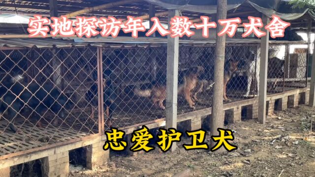 实地探访年入数十万的犬舍,什么原因让大哥只喜欢养护卫犬