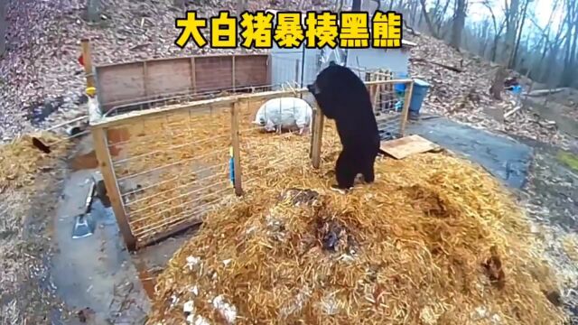 大白猪暴揍黑熊!都说一猪二熊三老虎,看样子是真的#野生动物零距离 #神奇动物