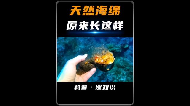 以前一直以为海绵是人工合成的,没想到这才是真正的天然海绵#天然海绵 #纪录片 #海绵 #科普 .