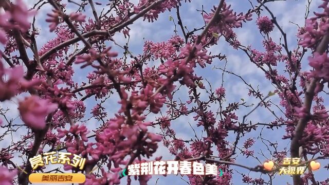 吉安赏花:紫荆花开春色美#江西吉安 ##春天 #赏花