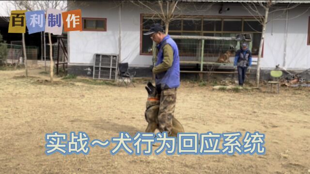 系统理论~决定训犬师的训犬水平