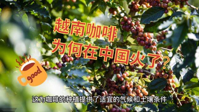 越南咖啡在中国“狂飙”:国际市场上受追捧,真正实现后来居上