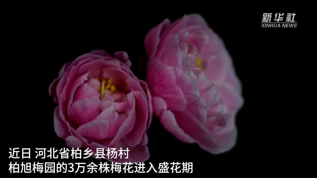 河北柏乡:梅花盛开俏枝头