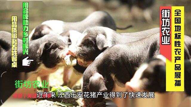 江西乐安花猪是地标性农产品