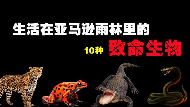 生活在亚马逊雨林里的10种致命生物,你见过10米长的大蟒蛇吗?