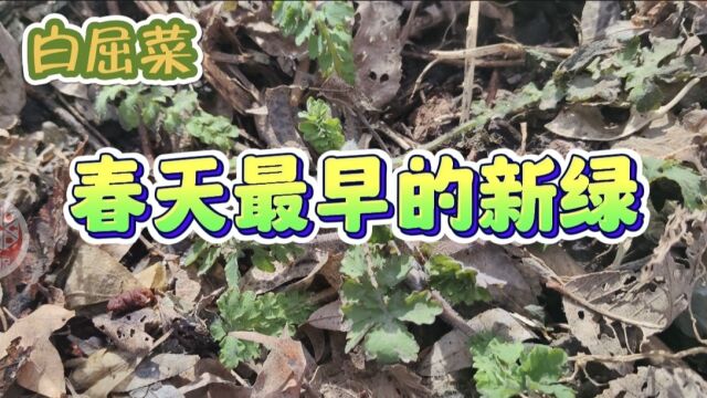 白屈菜,春天最早的新绿