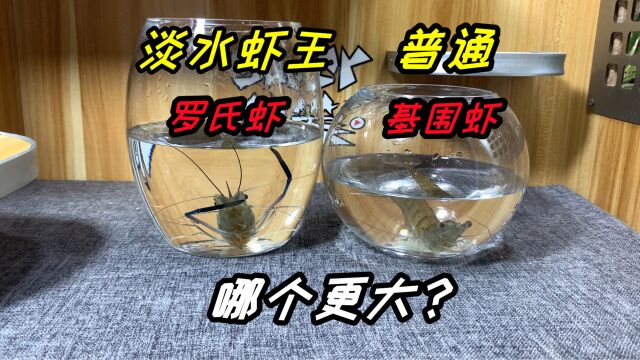 淡水虾王罗氏虾真的很大吗?买回来跟基围虾对比,还真的有点大